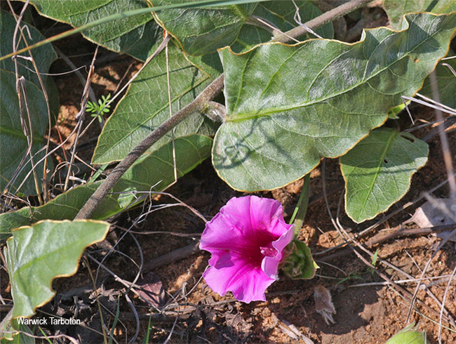 Ipomoea ommanneyi